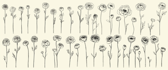 Black line art set of ranunculus flowers for wedding invitations, hand drawn botanical floral branch, feminine greenery, trendy modern decor, elegant wedding herbs, floral design ideas, wedding logos.