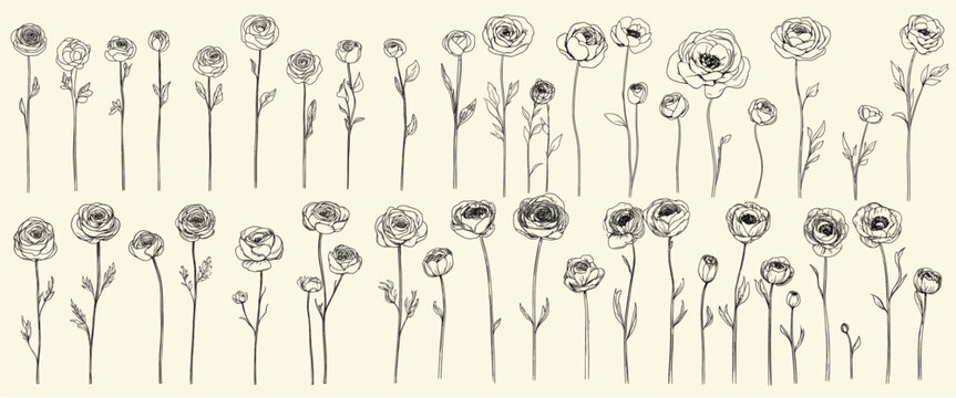 Black line art set of ranunculus flowers for wedding invitations, hand drawn botanical floral branch, feminine greenery, trendy modern decor, elegant wedding herbs, floral design ideas, wedding logos.