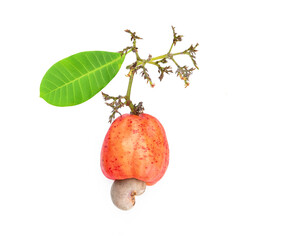 Fresh ripe cashew fruits isolated on transparen png.