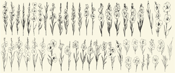 Minimalist botanical collection with hand-drawn gladiolus flowers, rustic trendy greenery for luxury branding and invitations, floral elements for rustic weddings, elegant invitations, greenery