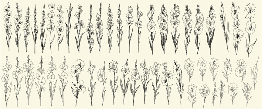 Minimalist botanical collection with hand-drawn gladiolus flowers, rustic trendy greenery for luxury branding and invitations, floral elements for rustic weddings, elegant invitations, greenery