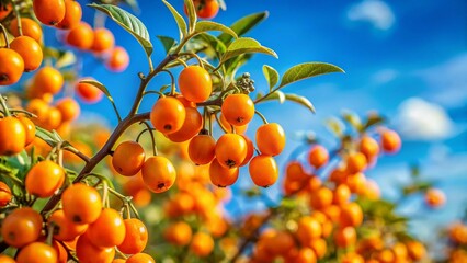 Silverleaf Nightshade, Solanum elaeagnifolium, Orange Seeds, Bokeh, Blue Sky Stock Photo