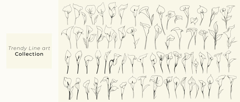 Minimalist black line art calla lilies for wedding invitations, botanical floral branch with trendy greenery, hand-drawn wedding herbs for logos, decor, and stationery.