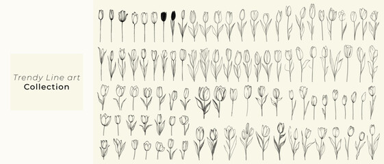 Elegant botanical vector elements, minimalist black line art tulips, hand-drawn flowers for wedding invitations and stationery, logo design, branding, floral illustration, greenery.