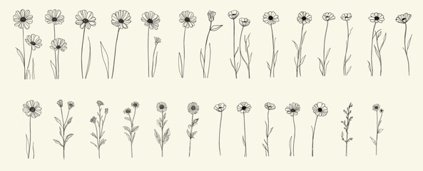 Minimalist black line art wild corn marigold for chic wedding stationery, rustic decor, trendy greenery, feminine botanical floral branch, wildflower collection, personalized branding