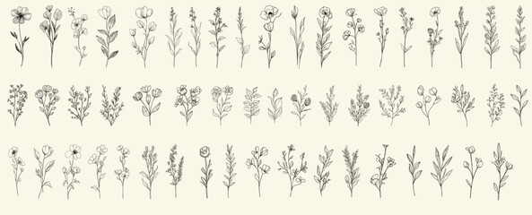 Minimalist black line art of veronica flowers, hand-drawn wedding herbs, trendy greenery collection, feminine botanical floral branch for modern wedding invitations, greenery designs.