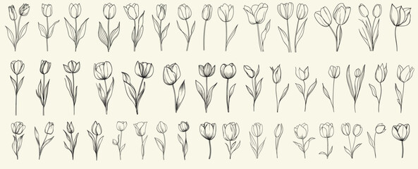 Modern branding with minimalist black line art tulips, hand-drawn wedding herbs, and trendy greenery set for feminine botanical wedding invitations and decor, wedding floral designs