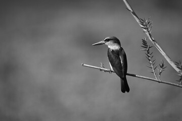 Mono brown-hooded kingfisher with catchlight on branch