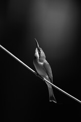 Mono little bee-eater looks up from wire