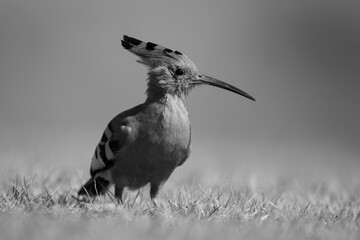 Mono African hoopoe on grass with catchlight © Nick Dale
