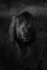 Mono lion approaches camera in dappled sunlight