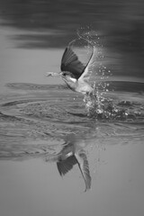 Mono malachite kingfisher spreads wings leaving water