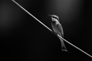 Mono little bee-eater watching camera from wire
