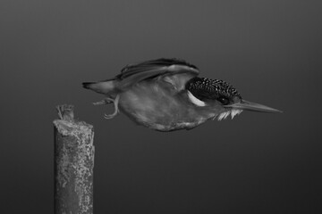 Mono malachite kingfisher flying away from post