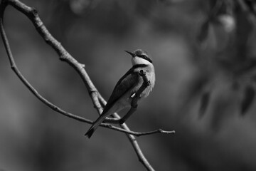 Mono little bee-eater turns head on twig