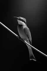 Mono little bee-eater watches camera from wire