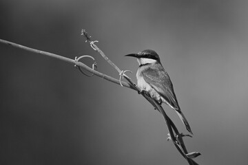 Mono little bee-eater with catchlight on vine