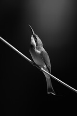 Mono little bee-eater looking up from wire