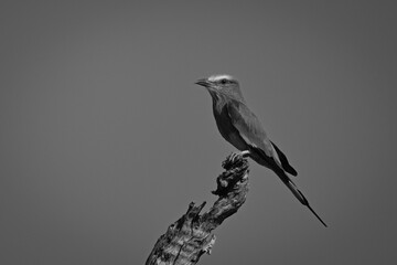 Fototapeta premium Mono lilac-breasted roller on stump in profile
