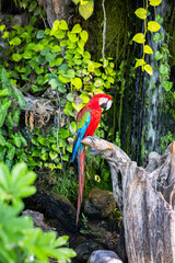 Colorful Macaws Sitting On Log