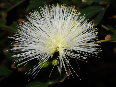 White Stickpea flower Calliandra haematocephala