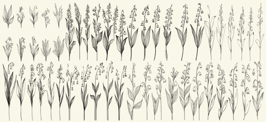 Elegant black line art of lily of the valley with feminine botanical floral branch for vintage wedding invitations, personalized decor, classic branding, and trendy greenery, floral artwork © aura studio