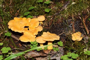 Group of yellow Chanterelles growing in their natural environment
