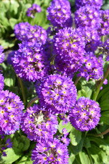 Purple drumstick primrose Primula denticulata