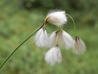Common cottongrass Eriophorum angustifolium closeup on white seed