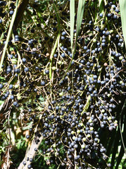 Chinese fan palm Livistona chinensis blue black fruit berries