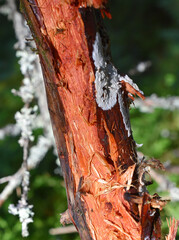 The crust fungus Phanerochaete sanguinea on a peace of wood