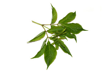 Sambucus racemosa green leaves isolated on white background
