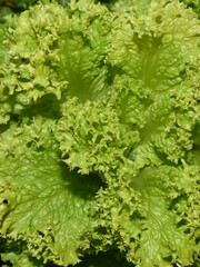 Closeup on bright green fresh lettuce leaf
