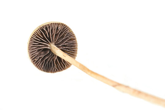 Small brown mower's mushroom Panaeolus foenisecii on white background