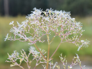 Common valerian medicinal plant valeriana sambucifolia spreading seeds