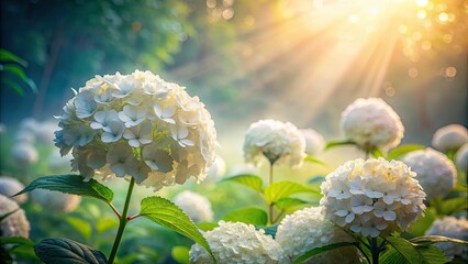 Surreal white hydrangea blooms in a dreamy double exposure, a fantastical floral art print.