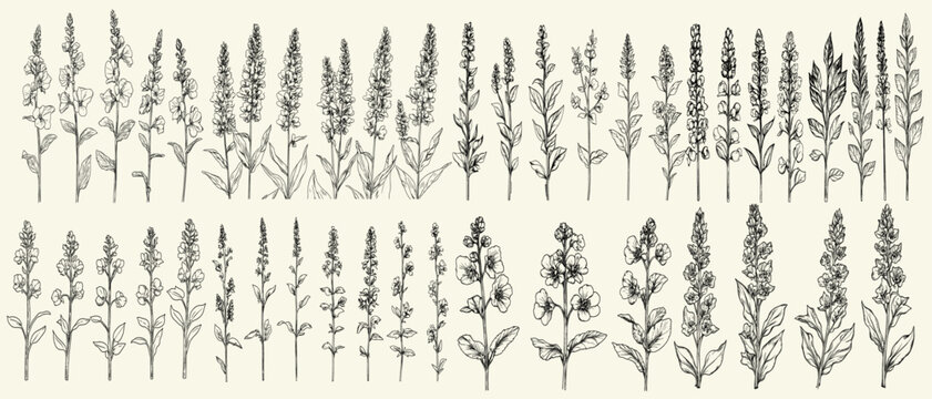 Wild mullein detailed black line art, chic boho wedding stationery, rustic invitations, botanical floral branch, trendy greenery, eco-conscious branding, wildflower collection