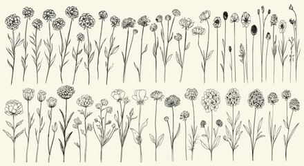 Black line art of wild field scabious, botanical floral branch, trendy greenery, wildflower collection for rustic decor, chic wedding stationery, personalized branding, vintage invitations