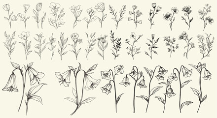 Feminine botanical floral branch, wildflower collection, trendy greenery, detailed black line art of wild bellflower, perfect for eco-conscious branding, personalized decor, chic wedding stationery