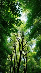 Lush forest canopy with sunlight filtering through, greenery, nature