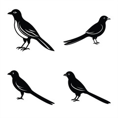 Elegant Drongo Silhouette Vector Icon – Perfect for Logos & Art.