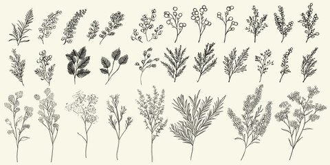 Luxury wedding logos with detailed black line art of mimosa flowers, feminine botanical branch, hand drawn design, trendy greenery, chic decor, and personalized stationery