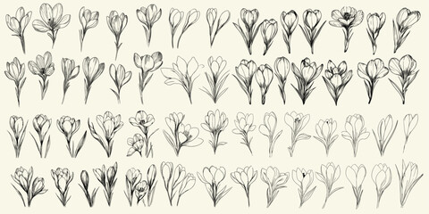 Elegant wedding designs with black line art crocus flowers, feminine botanical branch, trendy greenery for spring decor, seasonal branding, chic floral art for invitations.