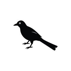 Download Drongo Bird Silhouette Vector – Crisp & Clean Design.