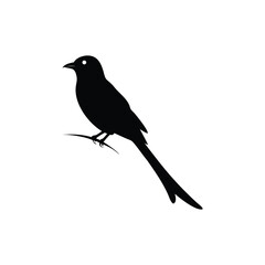 Download Drongo Bird Silhouette Vector – Crisp & Clean Design.