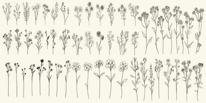 Elegant black line art of verbena flowers and greenery for wedding invitations, logos, and stationery, featuring hand-drawn herbs and floral branch illustrations, wedding branding.