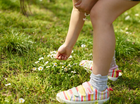 child picking flowers