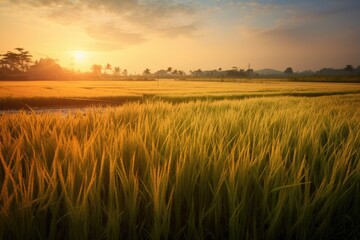 Fototapeta premium Sunrise backdrop of a pre harvest paddy field