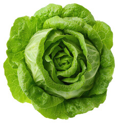 Obraz premium Close Up of Fresh Green Romaine Lettuce Head on Transparent Background