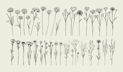 Minimalist hand-drawn bachelor's button flowers for trendy wedding decor, botanical art collection, perfect for branding, greenery, and design inspiration, floral wedding decor.